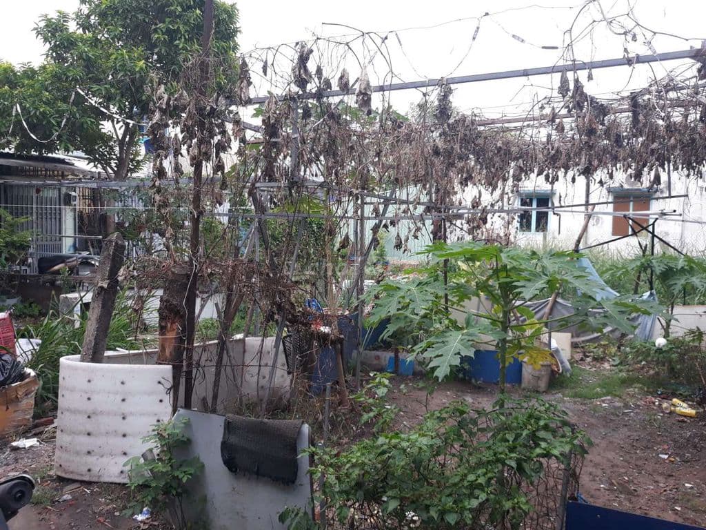 Đất Có Thổ Cư : 12 x 16 👉 Xây Nhà Vườn, ViLa, Nhà Kho, Xưởng - Ảnh 2