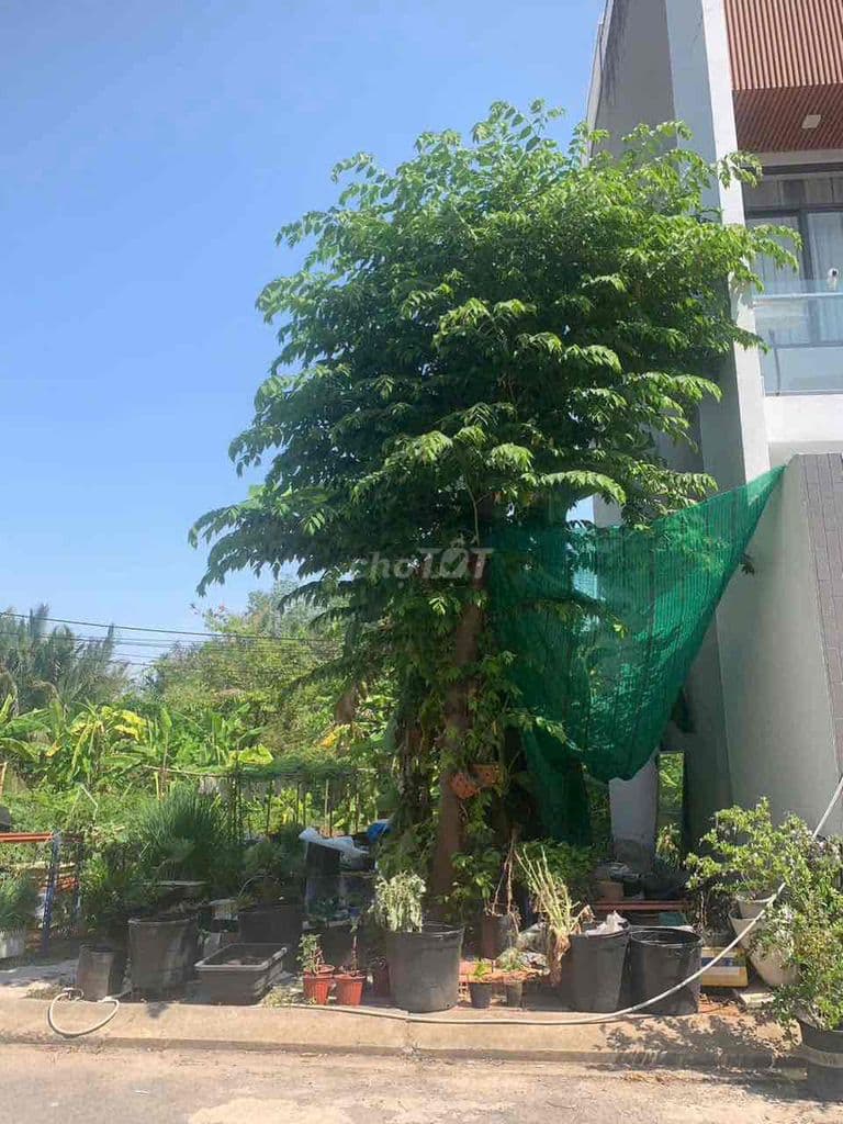 Bán đất hẻm xe hơi, P Long Trường Q9 giá 3,27 tỷ/53m2