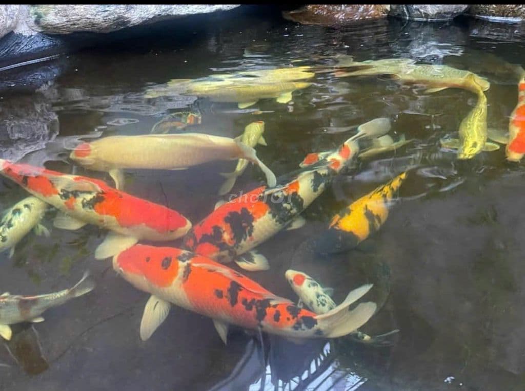 SIÊU PHẨM VILLA SÂN VƯỜN CHILL NGUYỄN VĂN LƯỢNG 87M HẺM XE HOI THÔNG