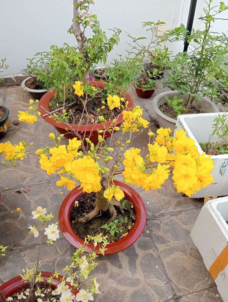 Bán đất 2 mặt tiền trước sau 2 xẹt kênh Trung ương, vĩnh lộc b - Ảnh 3