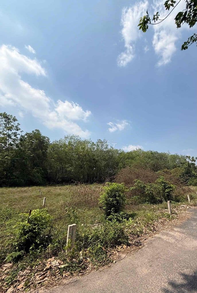 cần bấn Đất thổ cư An Nhơn Tây Củ Chi - Ảnh 3