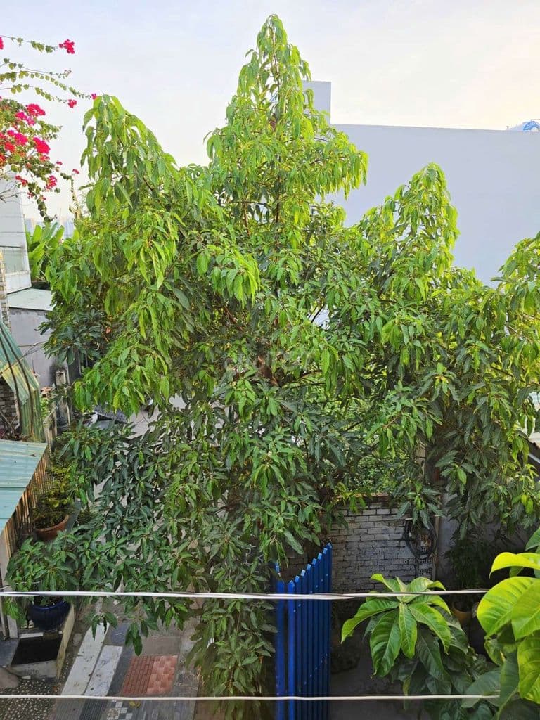 CHỦ GỬI BÁN ĐẤT NỀN KHU DÂN CƯ NAM KHANG PHƯỜNG LONG TRƯỜNG - Q9 - Ảnh 2