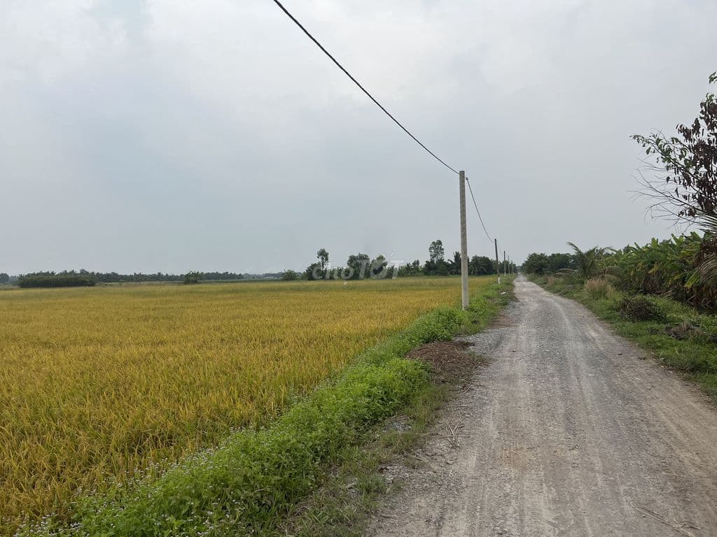 Bán 3,0ha đất đường Kênh 10, Lê Minh Xuân sát Vành Đai 3 - Ảnh 2