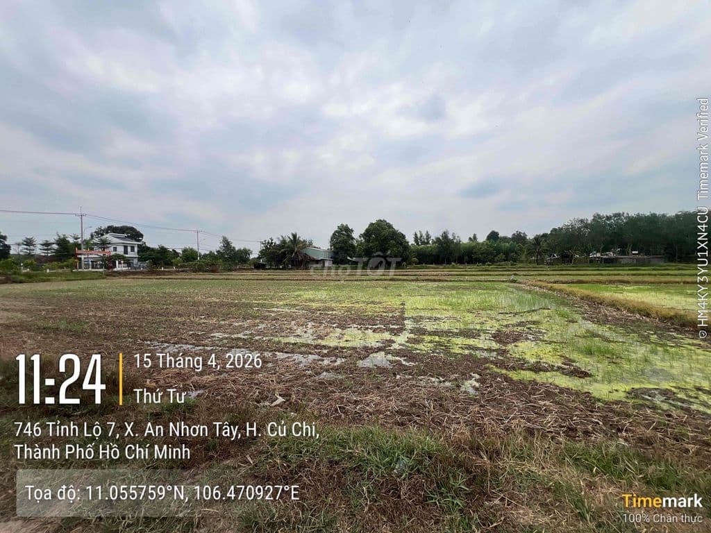 Chủ gửi Củ Chi - Ảnh 3