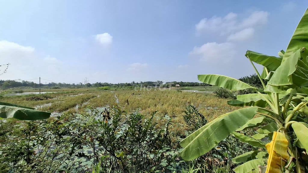 Cần bán gấp 3410m đất trồng cây lâu năm xã Đa Phước BC