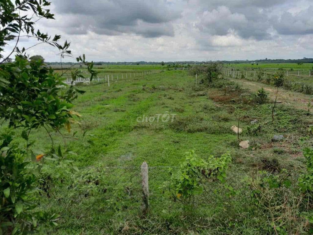 Đất trồng cây - Ảnh 3