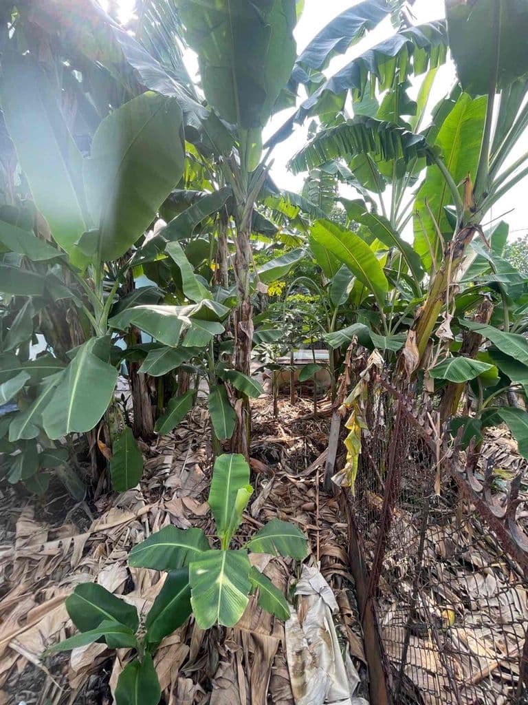 Bán đất Nguyễn Ảnh Thủ, Bà Điểm, 192m2, chỉ nhỉnh 4 Tỷ TL. - Ảnh 2