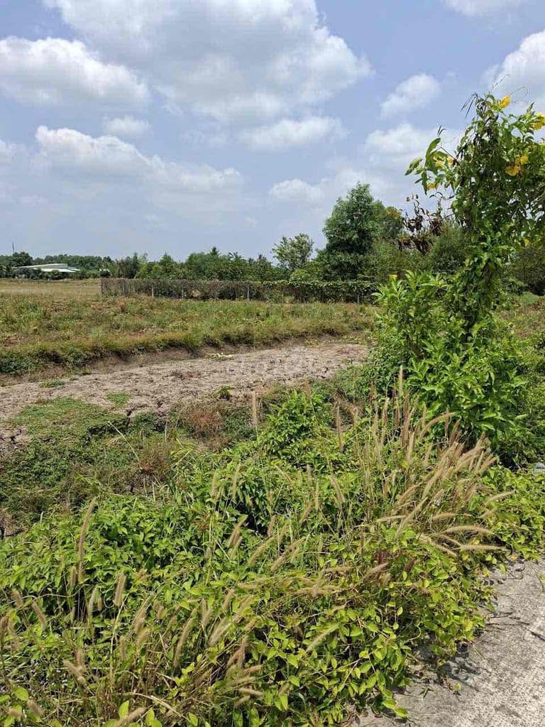 Bán đất xã Hưng Long ngay Làng Đại Học 6000m2 giá 2tr/m2 - Ảnh 2