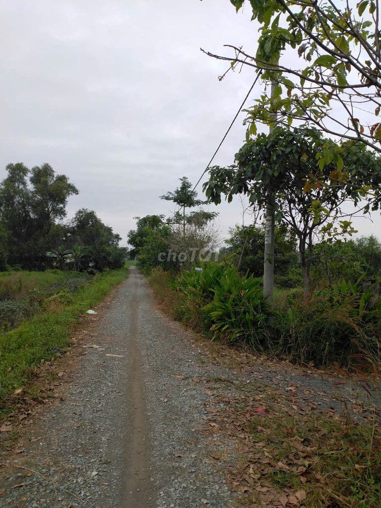 Bán đất thổ vườn 1119m Hồ Văn Tắng, Tân Phú Trung, Củ Chi