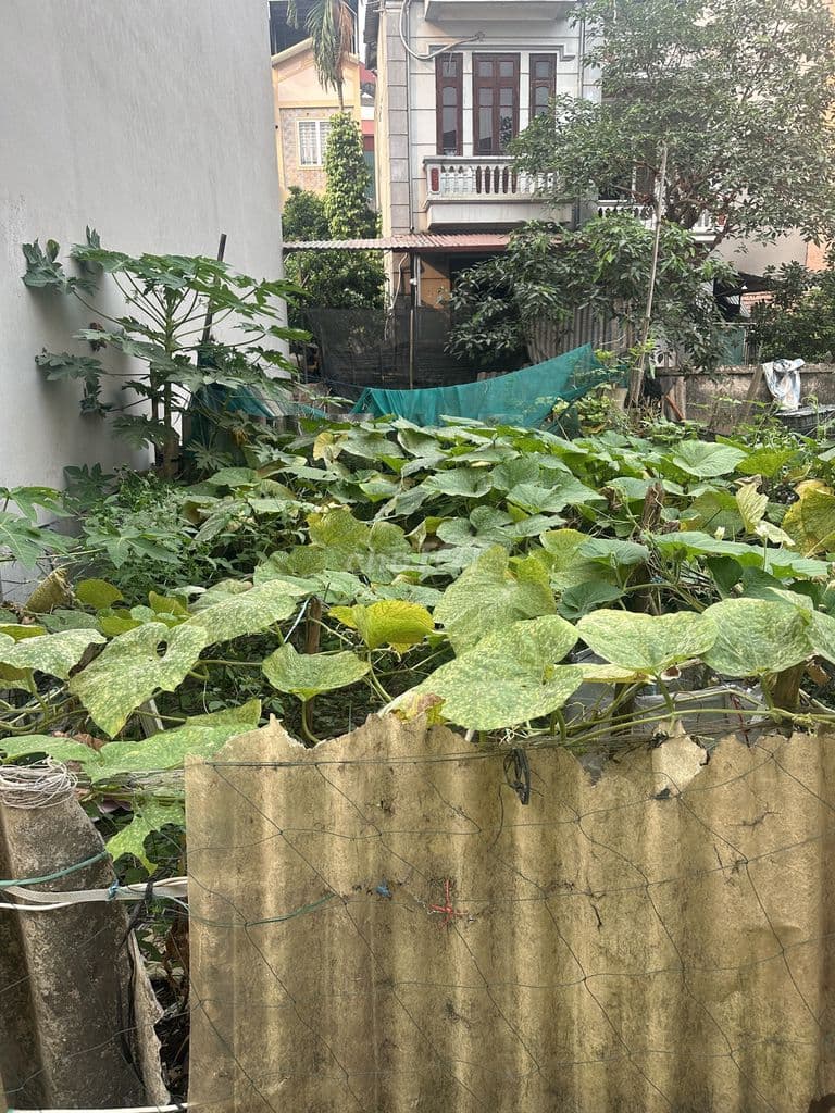 Chính chủ bán nhanh 40m2 đất Liên Mạc, ô tô đỗ cạnh đất - Ảnh 3