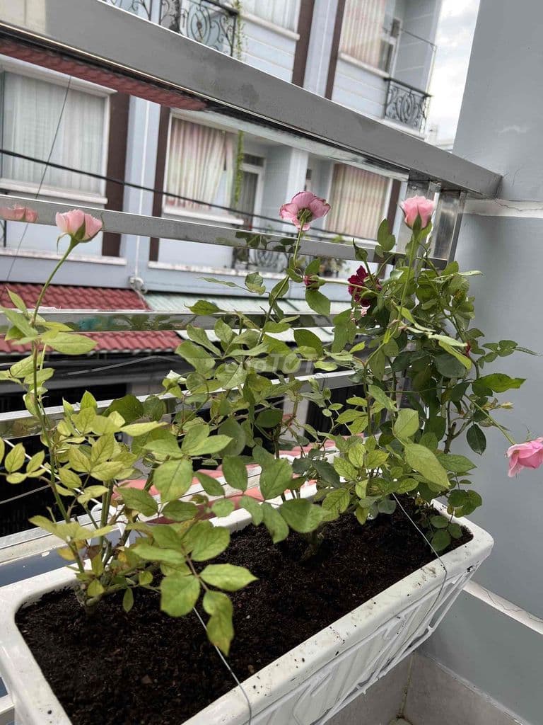 63,4M2 - 3 TẦNG - PHẠM THẾ HIỂN - 4,2x15 - GIÁ 5T950 TL - Ảnh 2