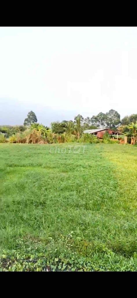 đất vườn nằm trong khu dân cư - Ảnh 3