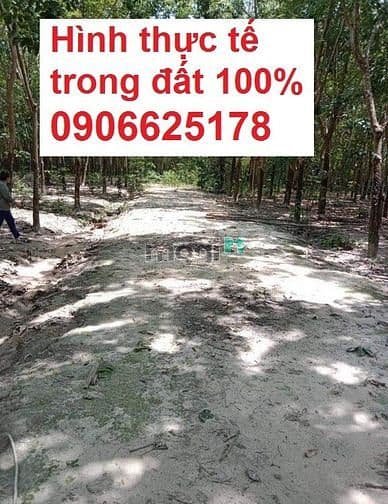 🎉🎉 Bán 1,7 hecta đất cao su Hớn Quản giá Rẻ nhất thị trường - Ảnh 2