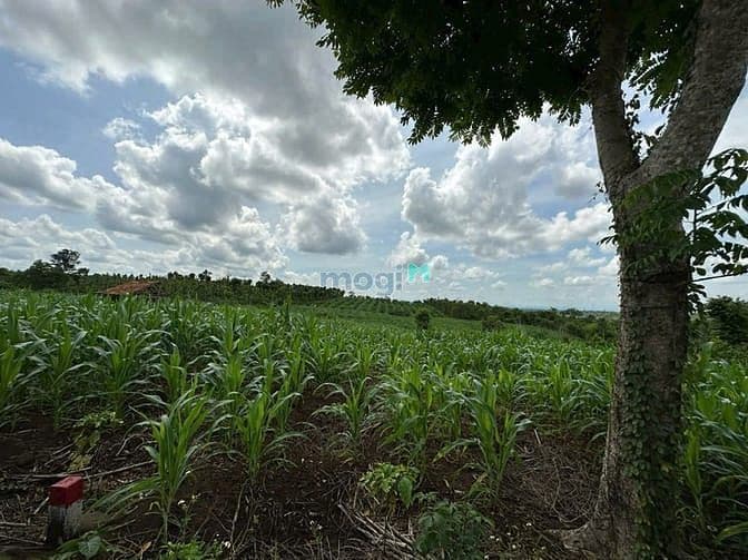 Bán Đất Tam Giang - Krông Năng-ĐẮK LẮK - Ảnh 2