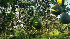 Đất Cậu Tư Cần Bán Ngộp, Vườn Rộng 2600m2 Có Nhà Vườn, Giá 520 triệu - Ảnh 2