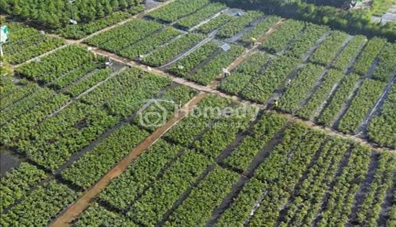 Bán 15 công đất vườn khu sx về Dừa Xã Thành Thới, tỉnh Vĩnh Long
