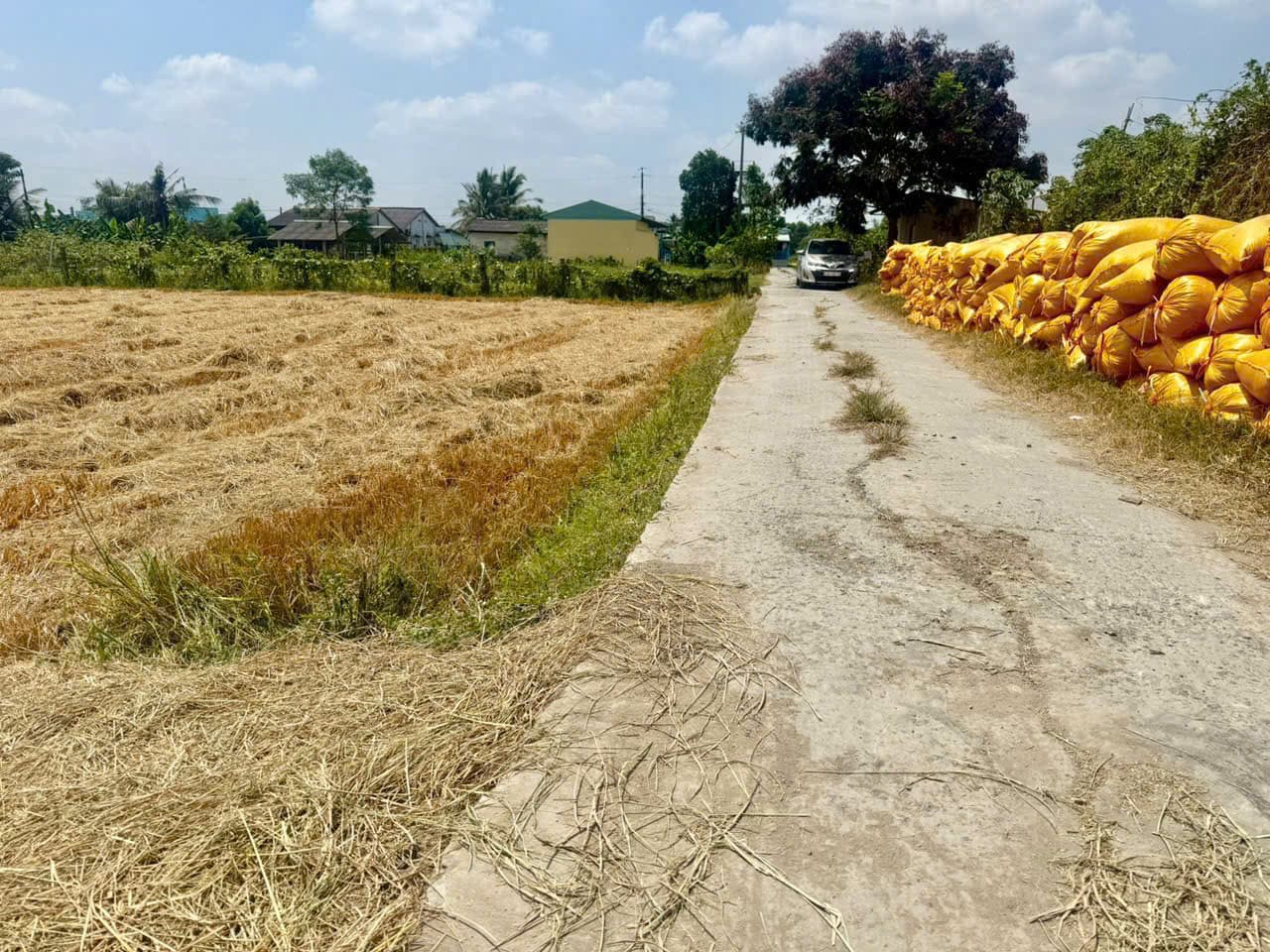 Bán đất X. Lạc Tấn, H. Tân Trụ, T. Long An