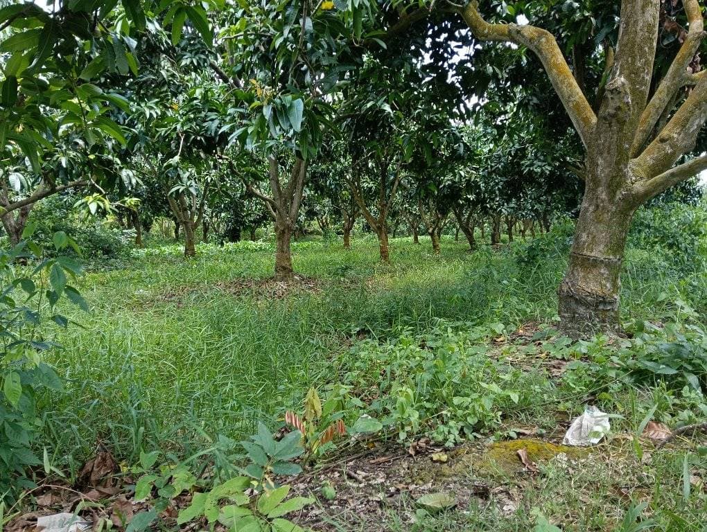 Bán đất Tp. Cao Lãnh, T. Đồng Tháp