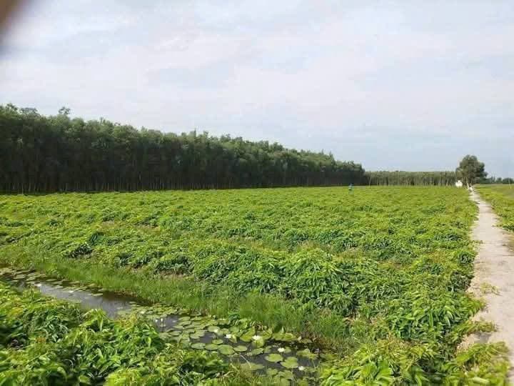Bán đất X. Thủy Đông, H. Thạnh Hóa, T. Long An - Ảnh 2