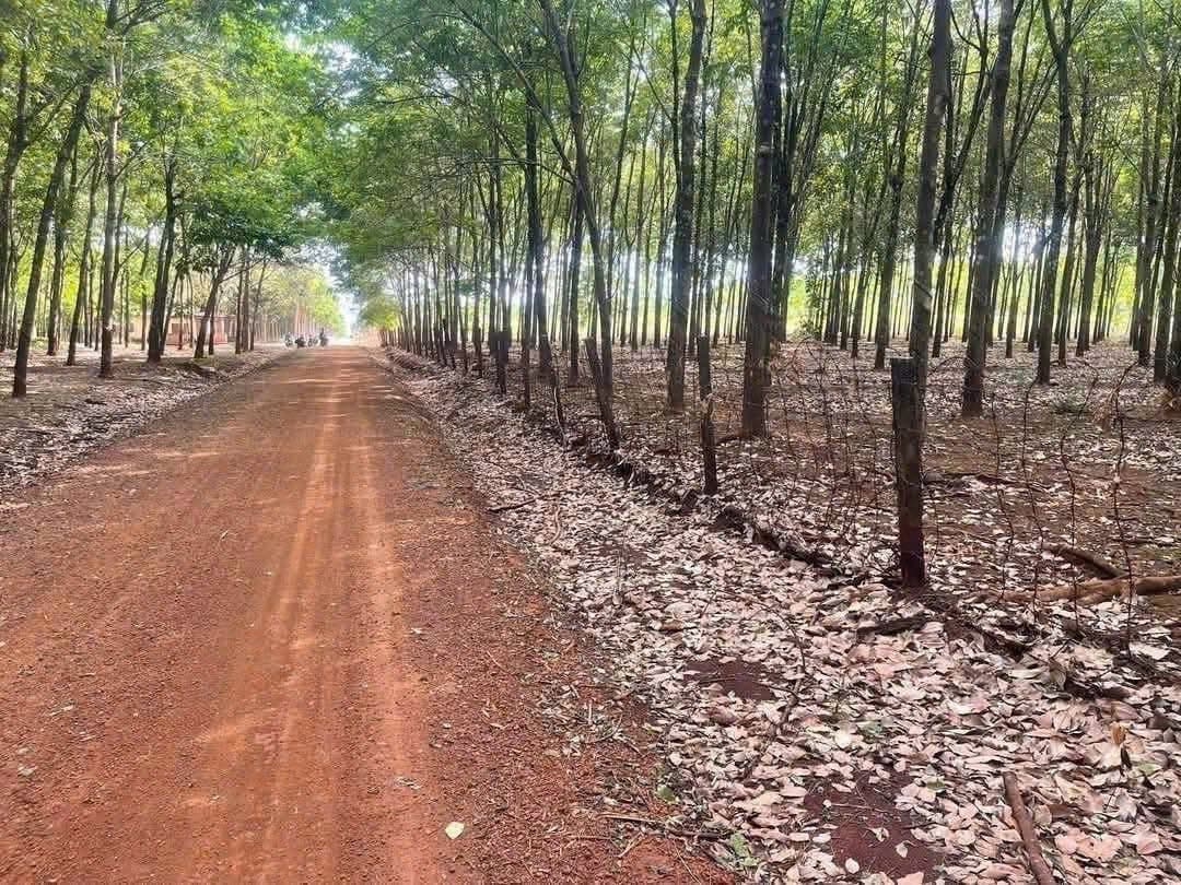 Bán đất H. Hớn Quản, T. Bình Phước - Ảnh 2