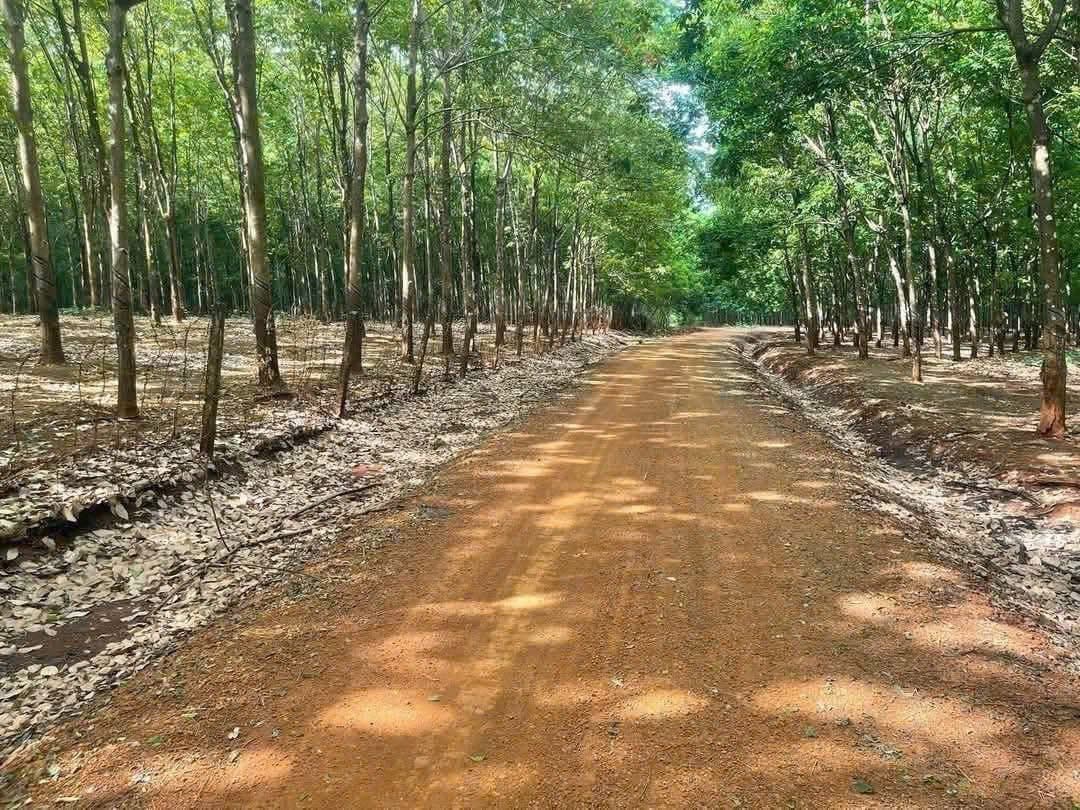 Bán đất H. Hớn Quản, T. Bình Phước - Ảnh 3