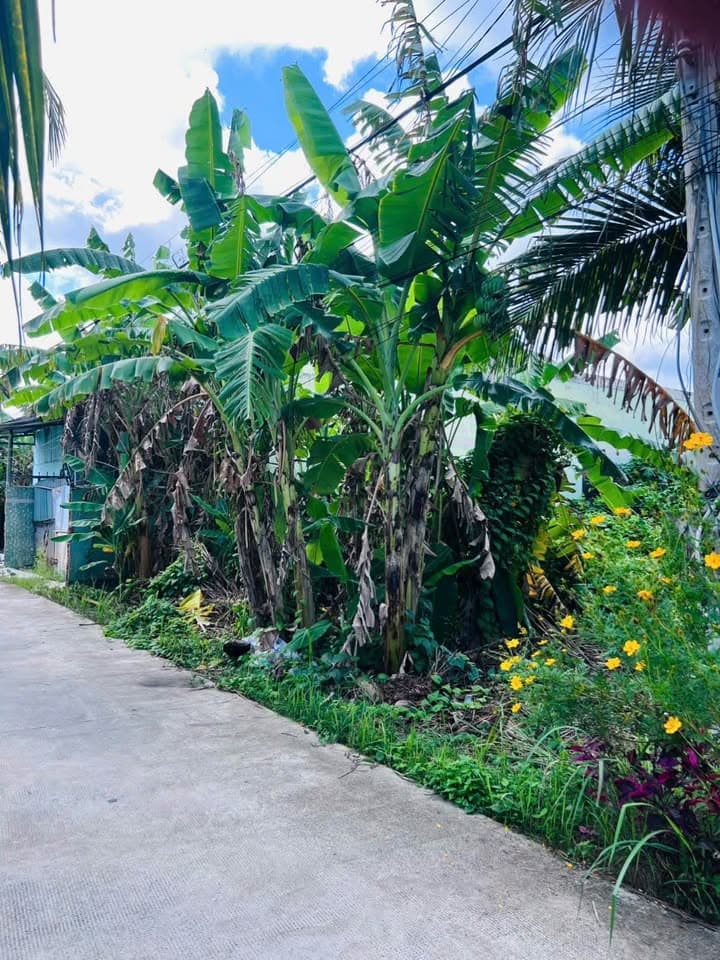 Bán đất X. Tam Phước, H. Châu Thành, T. Bến Tre - Ảnh 3