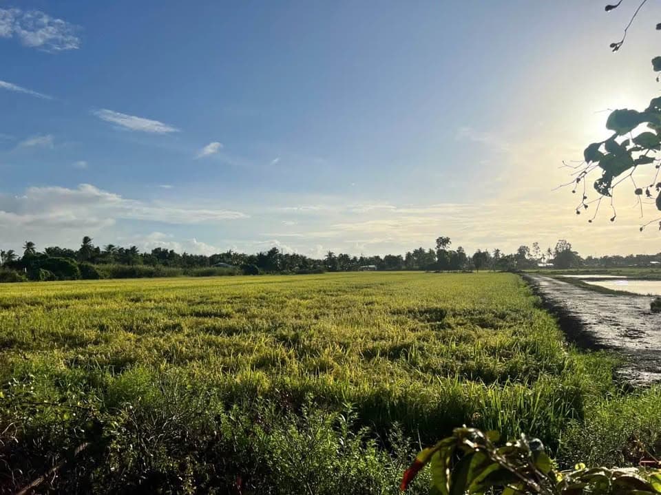 Bán đất X. Vĩnh Hòa Hiệp, H. Châu Thành, T. Kiên Giang - Ảnh 3