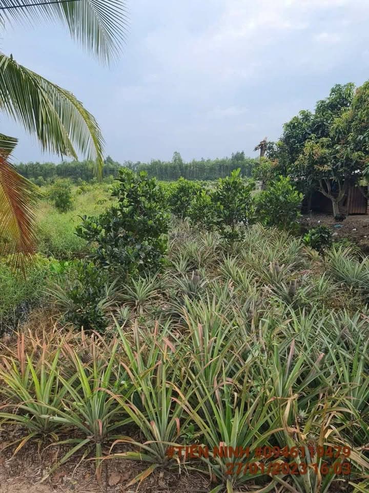 Bán đất Đ. Quốc Lộ 61, X. Hoả Lựu, Tp. Vị Thanh, T. Hậu Giang - Ảnh 3