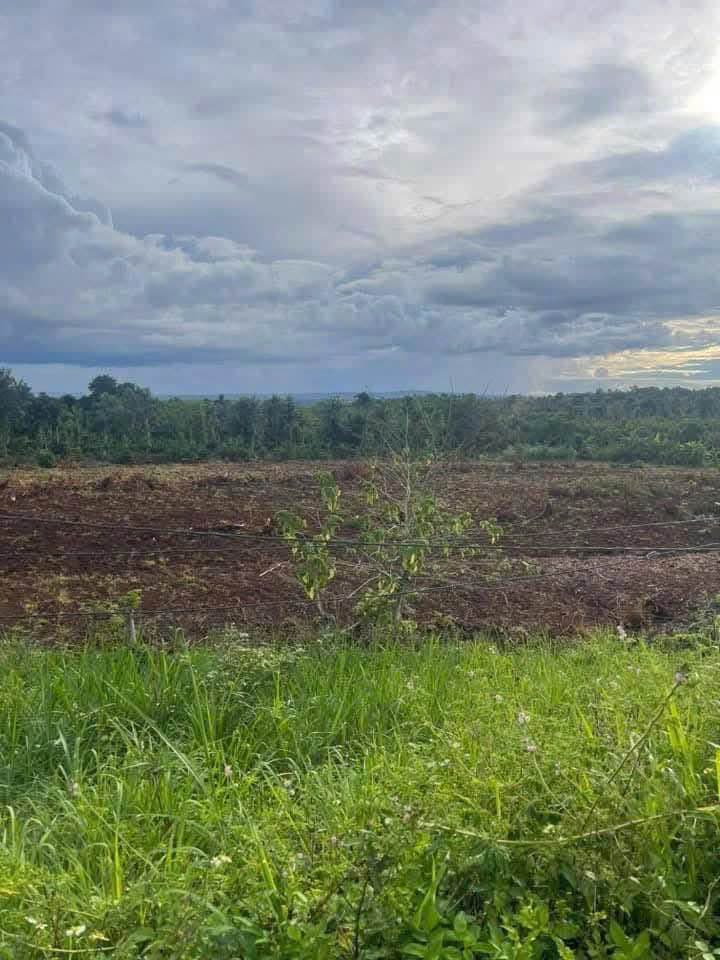 Bán đất X. Phú Xuân, H. Krông Năng, T. Đắk Lắk - Ảnh 2