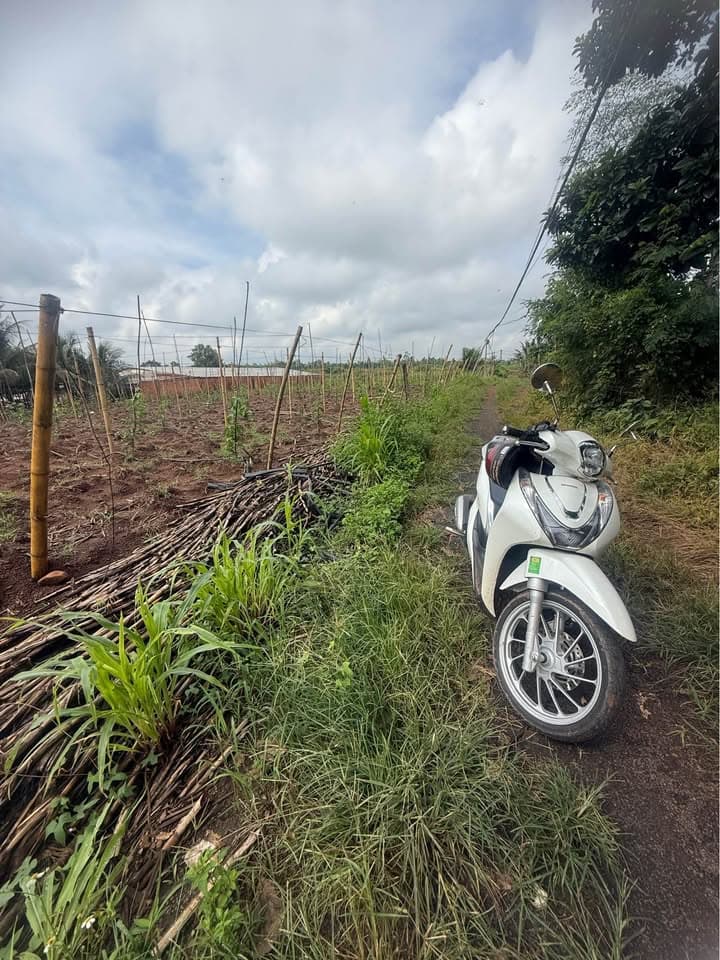 Bán đất Đ. Lâm Trường Thuần Mẫn - Thôn 3, H. Ea H'leo, T. Đắk Lắk - Ảnh 3