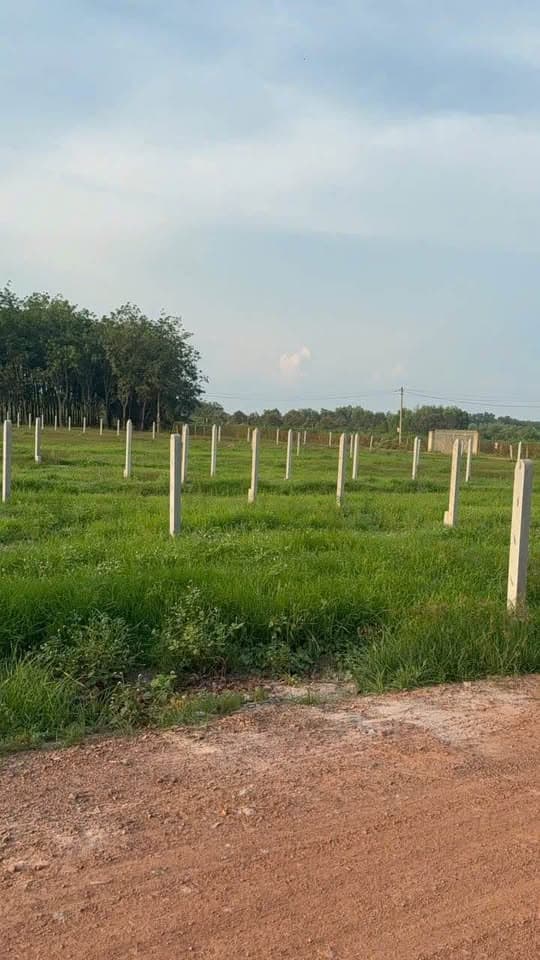 Bán đất X. Suối Đá, H. Dương Minh Châu, T. Tây Ninh - Ảnh 2