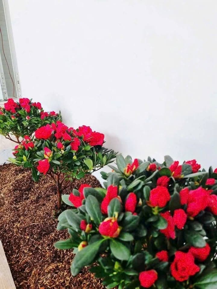 Bán nhà riêng P. Phú Khương, Tp. Bến Tre, T. Bến Tre - Ảnh 2