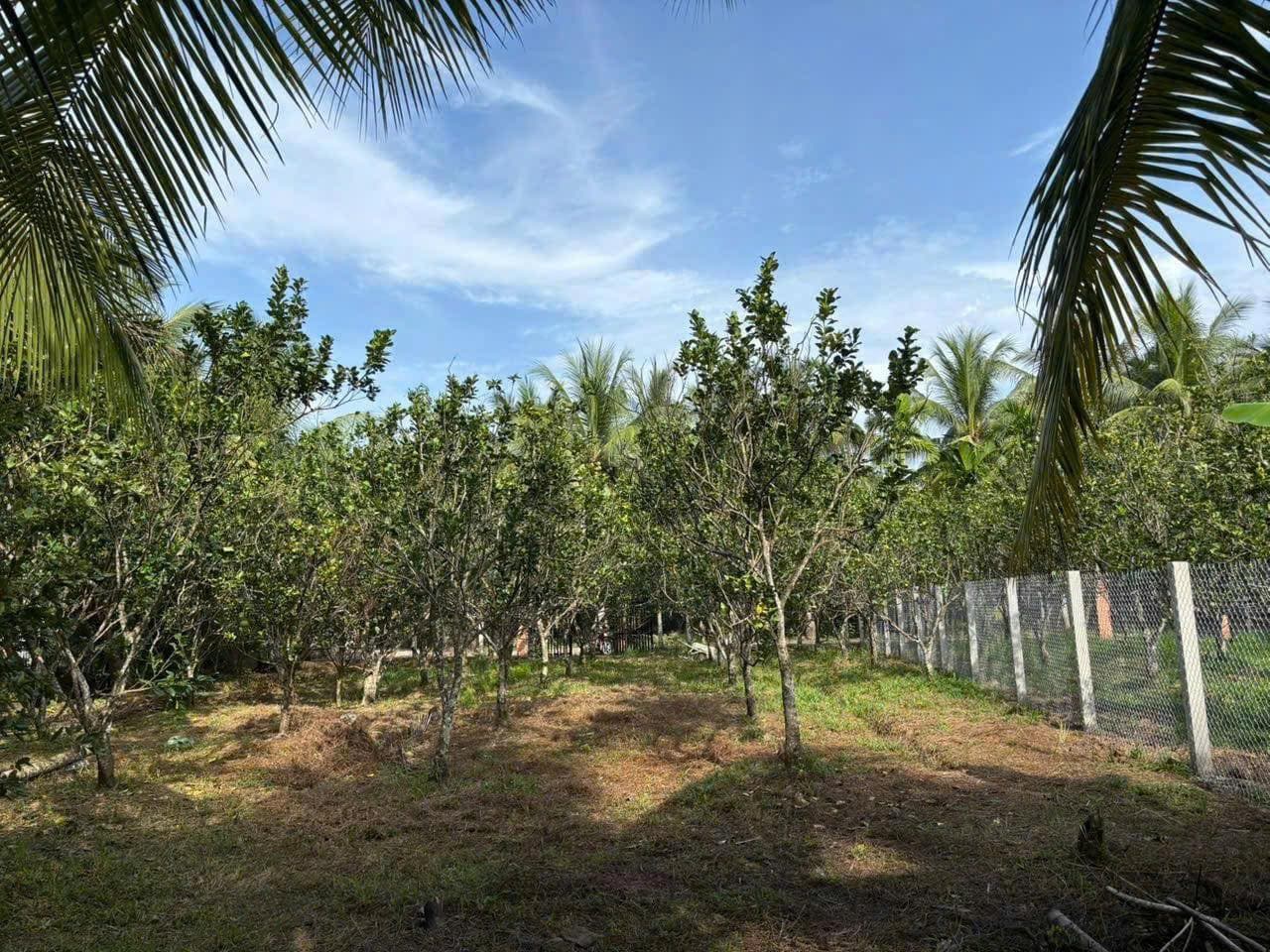 Bán nhà riêng X. Tân Thạch, H. Châu Thành, T. Bến Tre - Ảnh 3