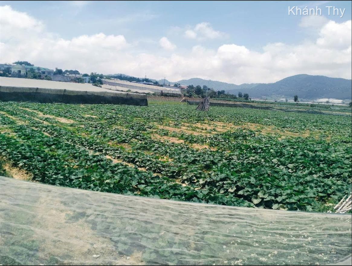 Bán đất X. Quảng Lập, H. Đơn Dương, T. Lâm Đồng - Ảnh 3