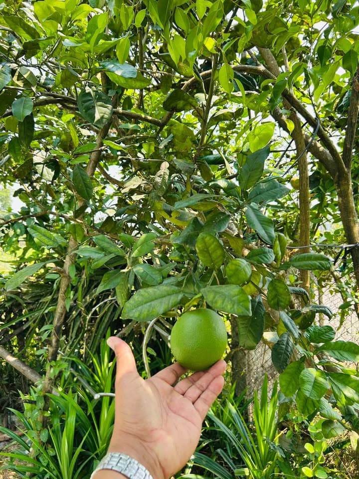 Bán nhà riêng Đ. Mỹ Trà Mỹ Khê, Tp. Quảng Ngãi, T. Quảng Ngãi - Ảnh 3