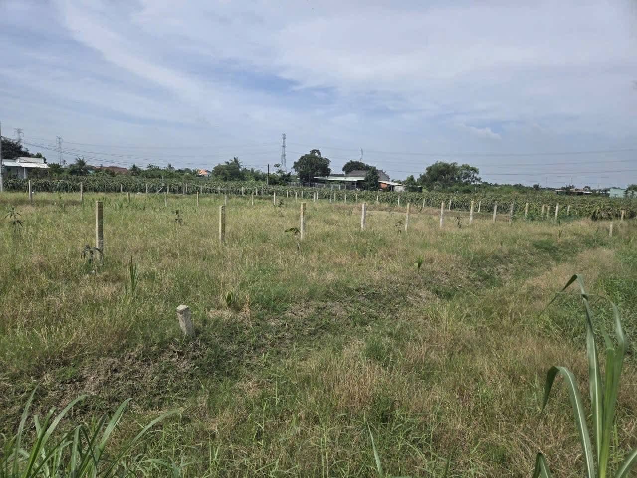 Bán đất X. Vĩnh Công, H. Châu Thành, T. Long An - Ảnh 2